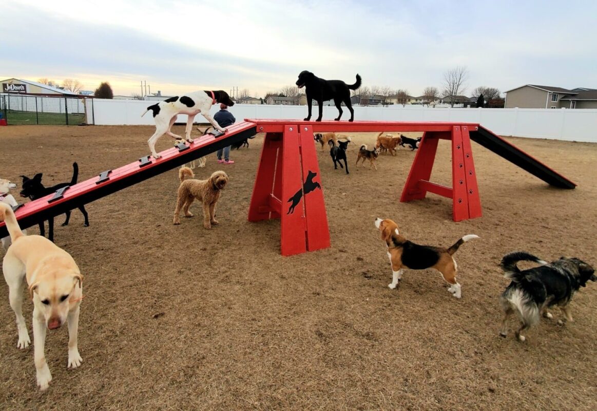 Commercial puppy playground equipment