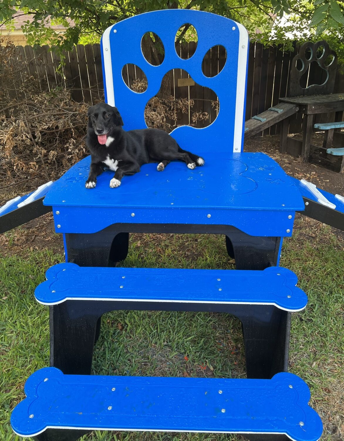Platform – Double Ramp | Blue Modular Dog & Puppy Playground Equipment - Image 3